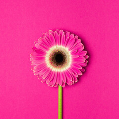 Bright pink gerbera flower on a pink background. Close-up. Space for text.