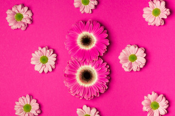 Pink gerbera in the form of the number eight and chrysanthemums on a bright pink background. The concept of International Women's Day.