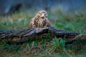 The common buzzard - Buteo buteo is a medium-to-large bird of prey which has a large range