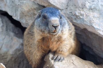 marmotta a Pian Schiavaneis Val Di Fassa Canazei