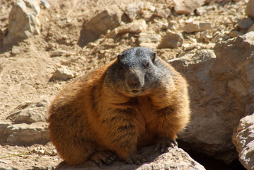 marmotta a Pian Schiavaneis Val Di Fassa Canazei