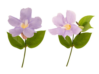 Laurel clock vine flower on transparent background.