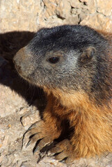 marmotta a Pian Schiavaneis Val Di Fassa Canazei