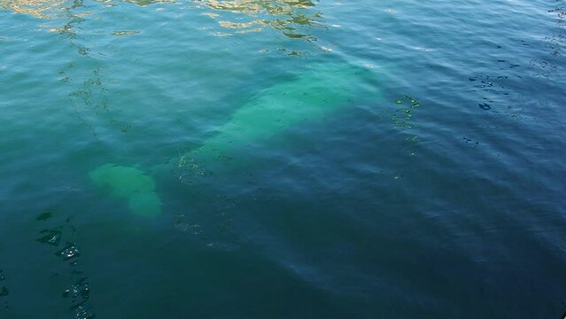 Beluga whale Delphinapterus leucas is a species of toothed whales from the narwhal family. One adult beluga whale swims in the thickness of blue salty sea water. View from above. Marine big mammal.