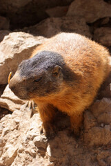 marmotta a Pian Schiavaneis Val Di Fassa Canazei