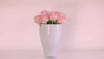pink rose in vase, pink touch 