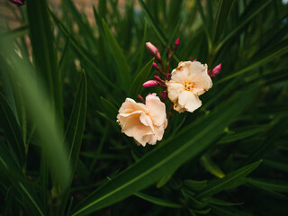 Nerium oleander