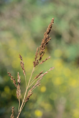 Molinia caerulea Moorhexe - outdoor plant. Autumn foliage of an ornamental purple grass (molinia caerulea sip). arundinácea) growing in a botanical garden in Barcelona