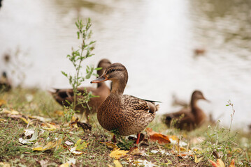 cute wild ducks in the city park