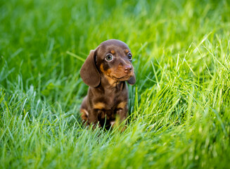 chocolate dachshund puppy, small dachshund in green grass