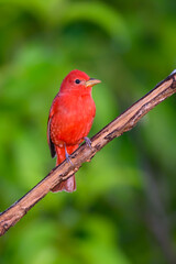 Summer Tanager portrait against dark green background