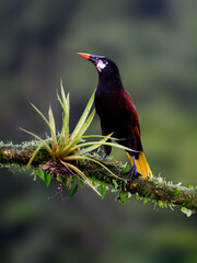 Montezuma Oropendola portrait on mossy stick against dark green background