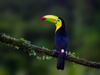 Keel-billed Toucan portrait on mossy stick against dark green background
