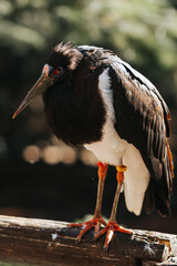 Egzotyczny ptak w Palmitos Park