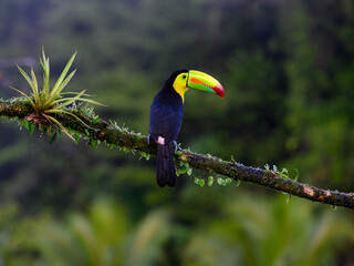 Keel-billed Toucan portrait on mossy stick against dark green background