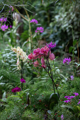 Orchidee w ogrodzie botanicznym - obrazy, fototapety, plakaty