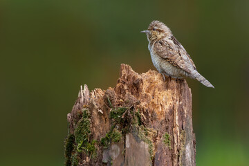 The Eurasian wryneck or northern wryneck - Jynx torquilla - is a species of wryneck in the woodpecker family