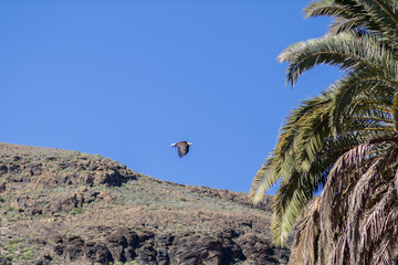 Amerykański orzeł bielik podczas lotu, Palmitos Park, Gran Canaria - obrazy, fototapety, plakaty