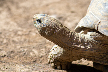 Głowa żółwia, Palmitos Park