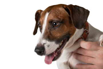 Jack Russell Terrier's Head Close-Up
