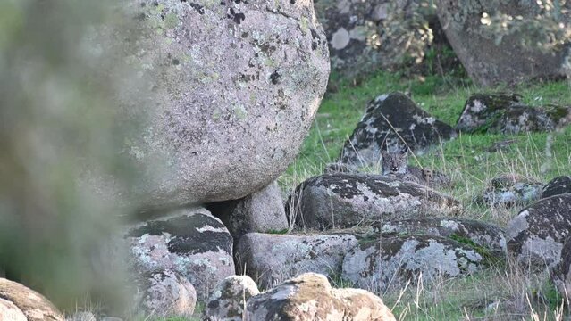 The Iberian, or Spanish Lynx (Lynx pardinus) is currently one of the most endangered wild cat species in the world. Resting in typical environment of National Park Sierra de Andujar, Andalusia, Spain