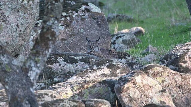 The Iberian, or Spanish Lynx (Lynx pardinus) is currently one of the most endangered wild cat species in the world. Resting in typical environment of National Park Sierra de Andujar, Andalusia, Spain