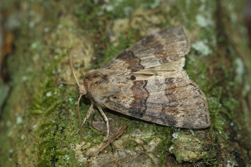 Closeup on the oak lutestring Drepanidae moth, Cymatophorina diluta, sitting on wood