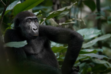 Western lowland gorilla (Gorilla gorilla gorilla) in Marantaceae forest. Odzala-Kokoua National...