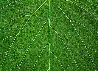The texture of a part of a green leaf. Symmetrical pattern. Macro background. Natural background. View from above. Copy space
