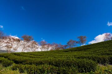 Cherry blossom in tea hill in Sapa, Vietnam in cloudy morning in spring