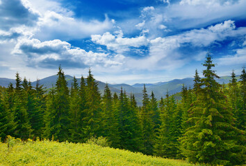Fototapeta na wymiar Beautiful pine trees on background high mountains.