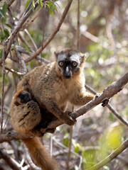 Female Red-fronted Brown Lemur, Eulemur rufifrons, Southern, with a small cub on her belly. Reserve Kirindi, Madagascar