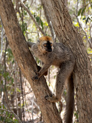 Red-fronted Brown Lemur, Eulemur rufifrons, Southern, sits on a tree and observes the surroundings. Reserve Kirindi, Madagascar