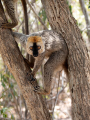Red-fronted Brown Lemur, Eulemur rufifrons, Southern, sits on a tree and observes the surroundings. Reserve Kirindi, Madagascar