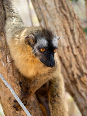 Portrait of a Red-fronted Brown Lemur, Eulemur rufifrons, Southern, observing the surroundings. Reserve Kirindi, Madagascar