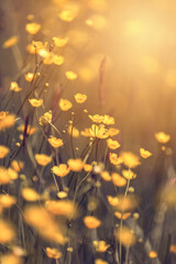 Letnie łąki z kwitnącymi polnymi kwiatami jaskrów. Żółte kwiatki polne. Kwietna łąka....