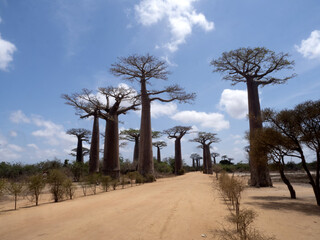 Obraz premium The very popular baobab allee is frequented by tourists. Madagascar