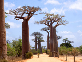 The very popular baobab allee is frequented by tourists. Madagascar