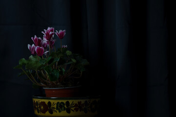 Cyclamens in front of the window,  isolated on dark background