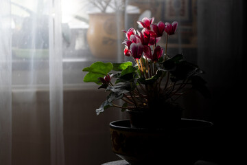 Cyclamens in front of the window,