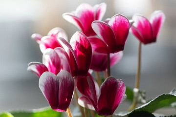 Close up of cyclamens in front of the window
