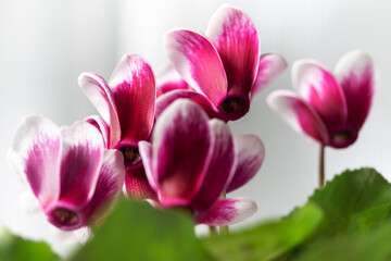 Close up of cyclamens in front of the window
