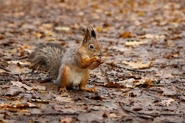 Naklejka na ściany i meble Bright red fluffy squirrel on the background of fallen leaves natural background