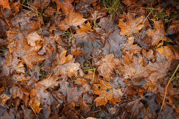 Bright orange maple leaves natural background