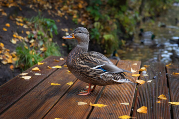 Close-up portrait of a wild duck on a natural background