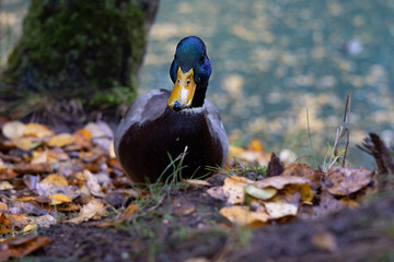 Close-up portrait of a wild duck on a natural background