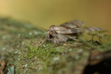 Closeup on the oak lutestring Drepanidae moth, Cymatophorina diluta, sitting on wood
