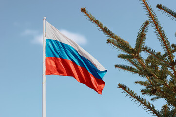 The flag of Russia on the background of spruce branches and the blue sky on a sunny, windy day. State symbol of the Russian Federation.