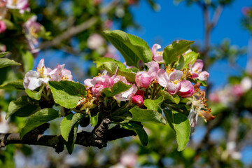 Flores de &aacute;rbol en primavera
