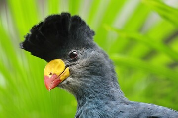 カンムリエボシドリの顔のクローズアップ